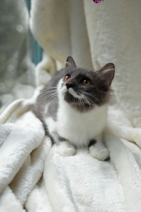 Пушинка хоче в сімʼю