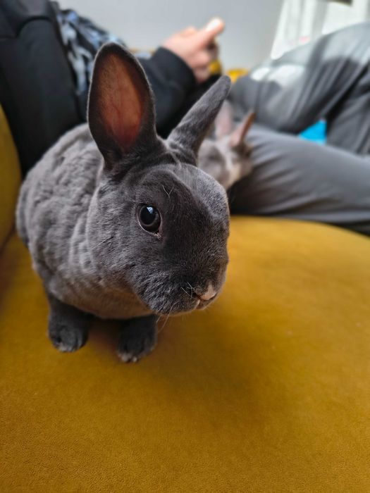 Królik miniaturka karzełek rex