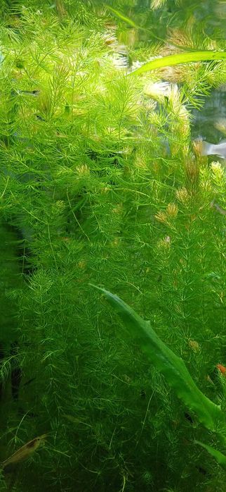 Vallisneria Gigantea e Cryptocoryne Wendtii, Foxtail - Plantas aquário