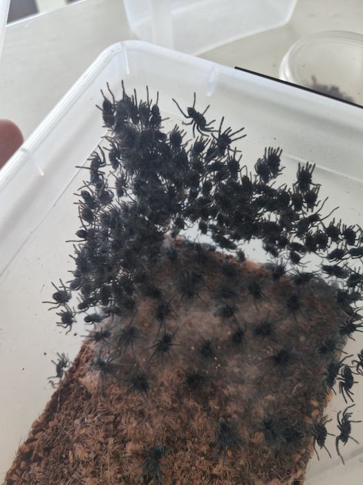 Phormictopus sp. dominican purple L1