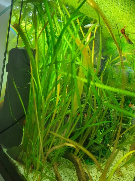 Plantas de aquário (Diversas)