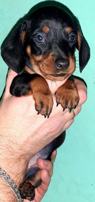 Продам чудо-таксунів!Суми