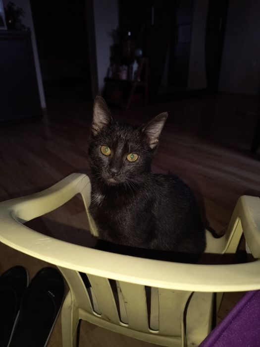 Młoda czarna koteczka