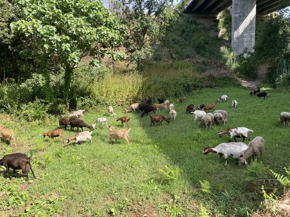 Vendo cabras raca grande