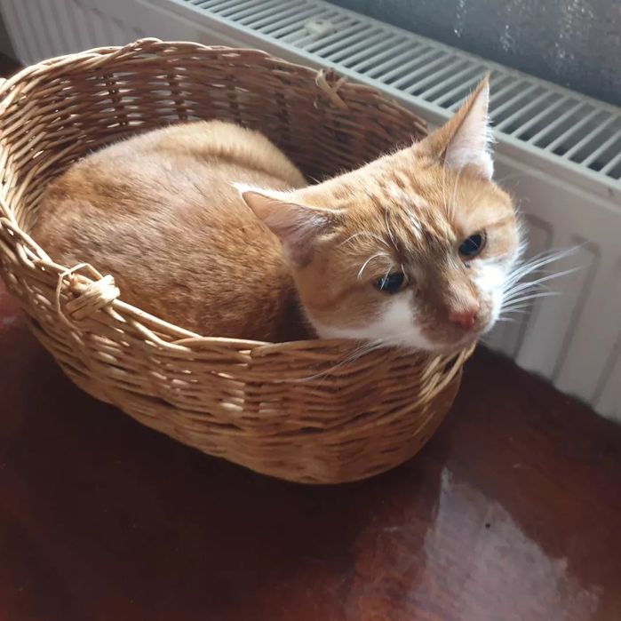 Отдам рыже-белую кошку, 1,5 года,стерилизована