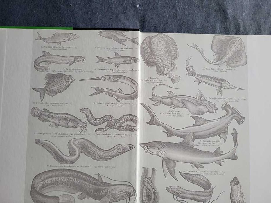 Jacques Cousteau Expedição ao Fundo do Mar