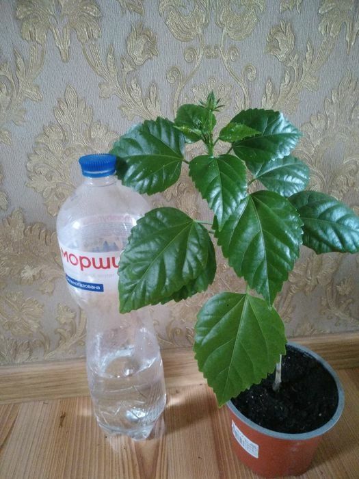Гибіскус червоний, китайська троянда, роза
