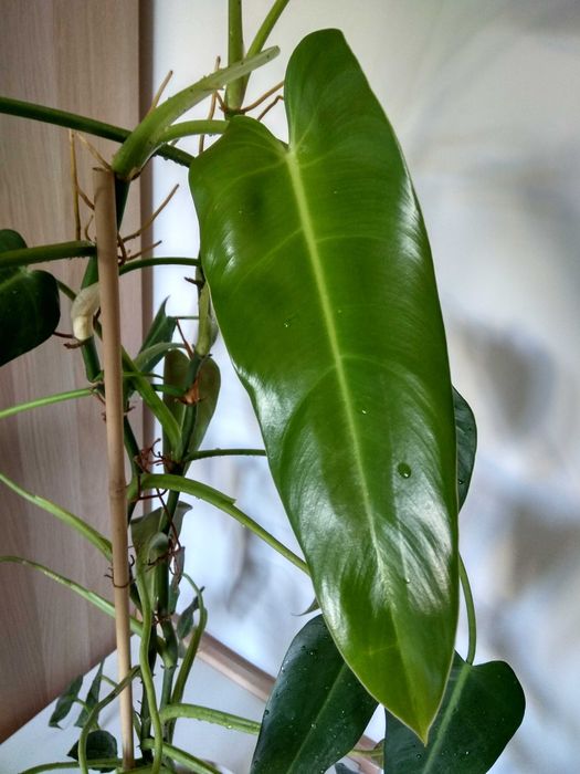 Duży filodendron - wysokość ok. 120 cm