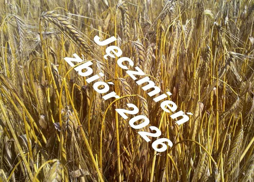 Sprzedam jęczmień dla gołębi kur, kaczek, gęsi, królików, ptaków,koni