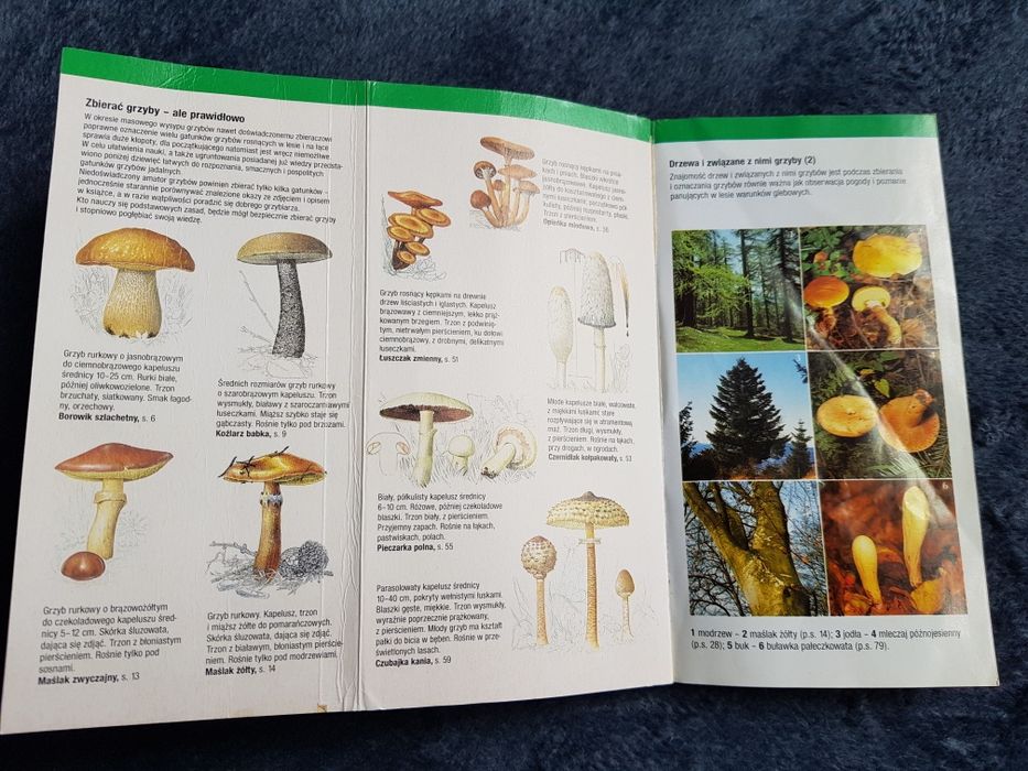 Grzyby - przewodnik kieszonkowy, jadalne i trujące, grzybobranie