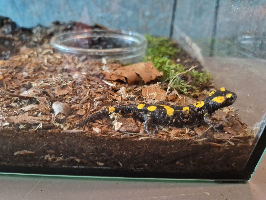 RARYTAS Salamandra algira tingitana CB25 5cm (Beni Arous, Maroko)