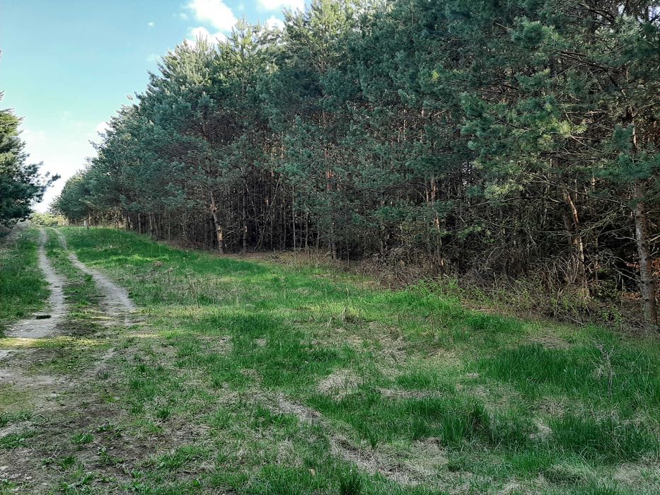 Działka budowlana Rabinówka - Widok 5