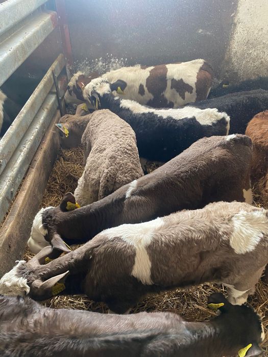 Sprzedam byczki zapraszam.