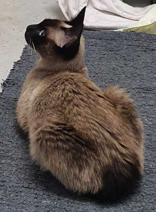 Gatinha siamesa muitooooo meiguinha