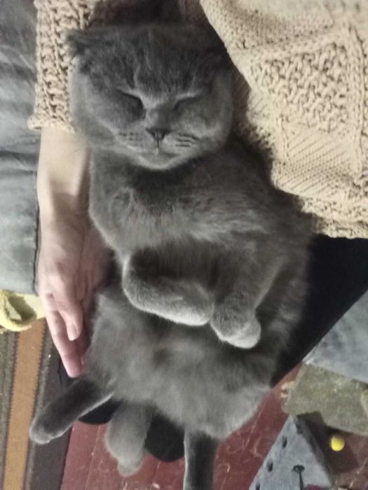 киця заберем викупим