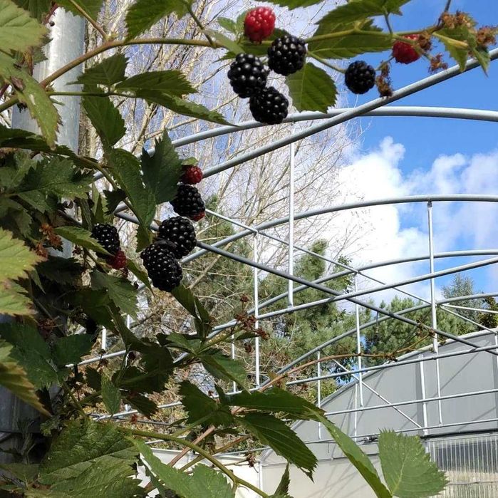 Estufa Agrícola Usada