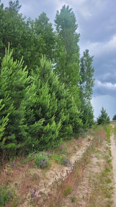 Ділянка в с. Михайлівка-Рубежівка, 6 соток, під забудову, без комісії - Вид 4