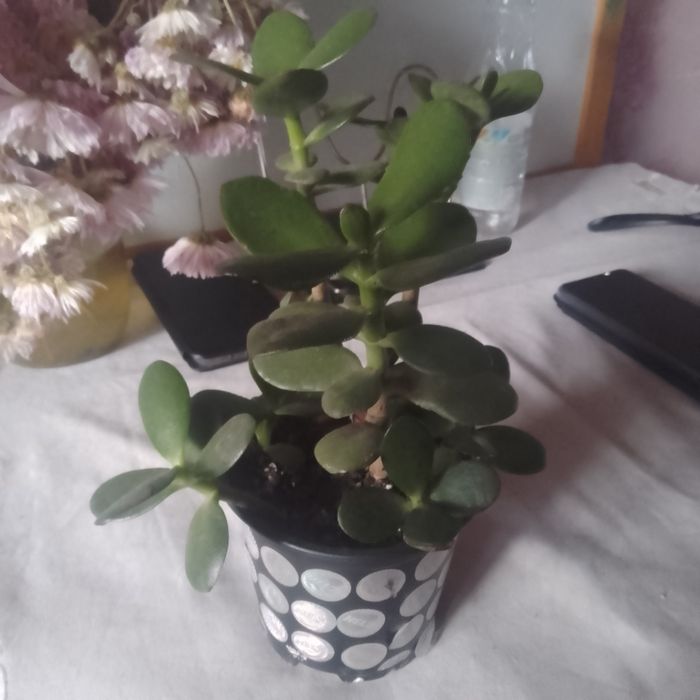 Обменяю цветы на