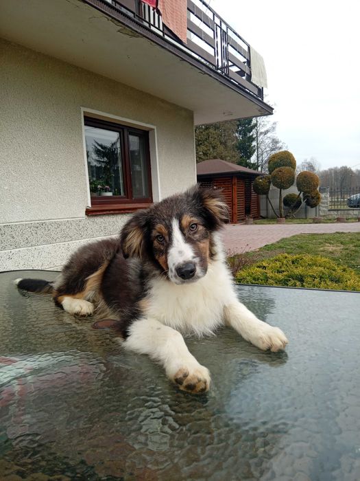 Border Collie Tricolor