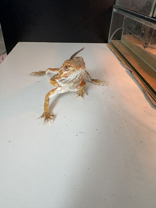 REZERWACJA Agama brodata i terrarium