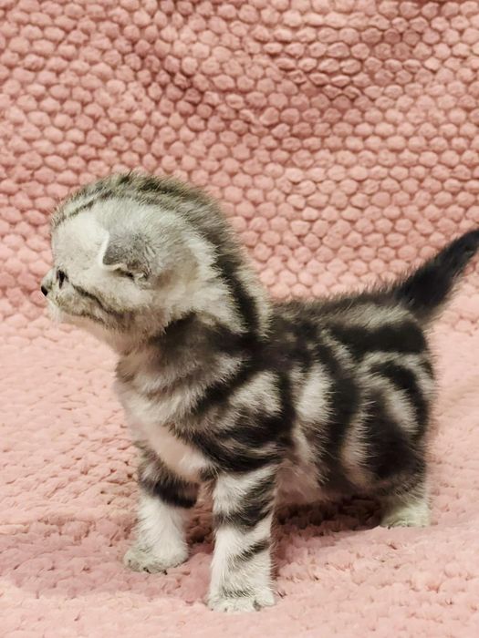 Шотландські малюки