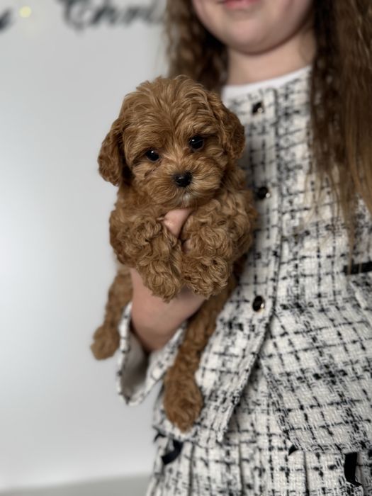 Мальтіпу мальтипу карамель  Можлива доставка закордон