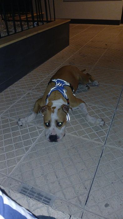 Vendo pitbull com american staff
