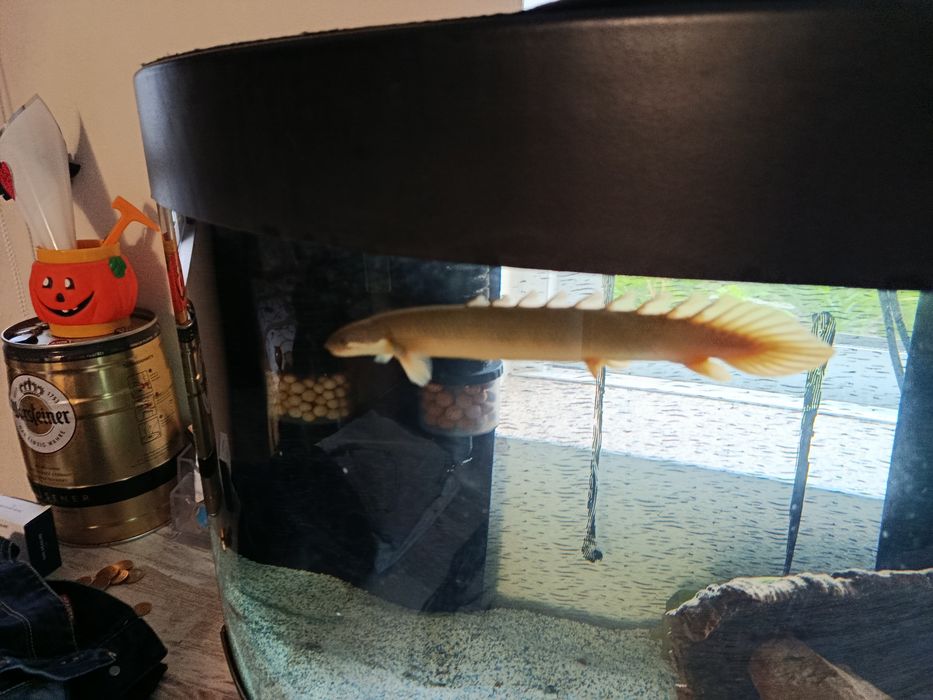 Polypterus senegalus 20/25cm
