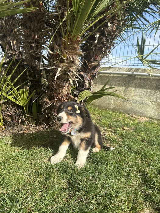 Border Collie Tricolor Linda