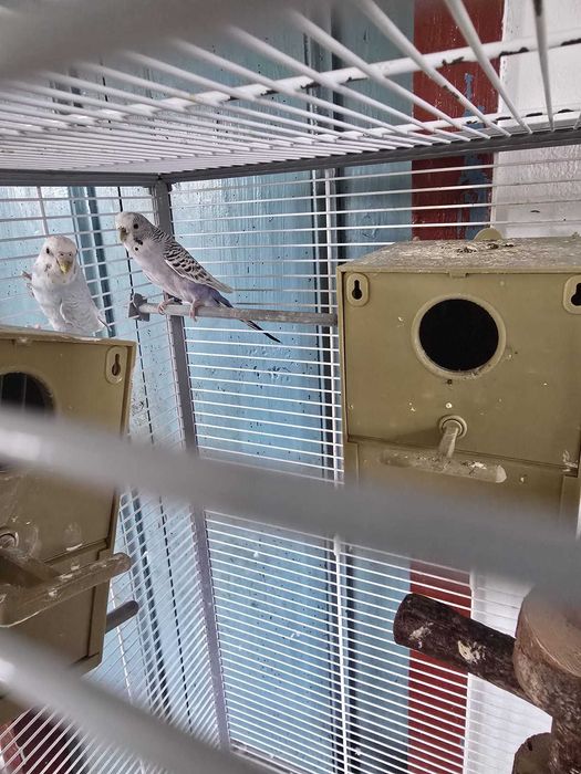 Doação – Periquitos + gaiola