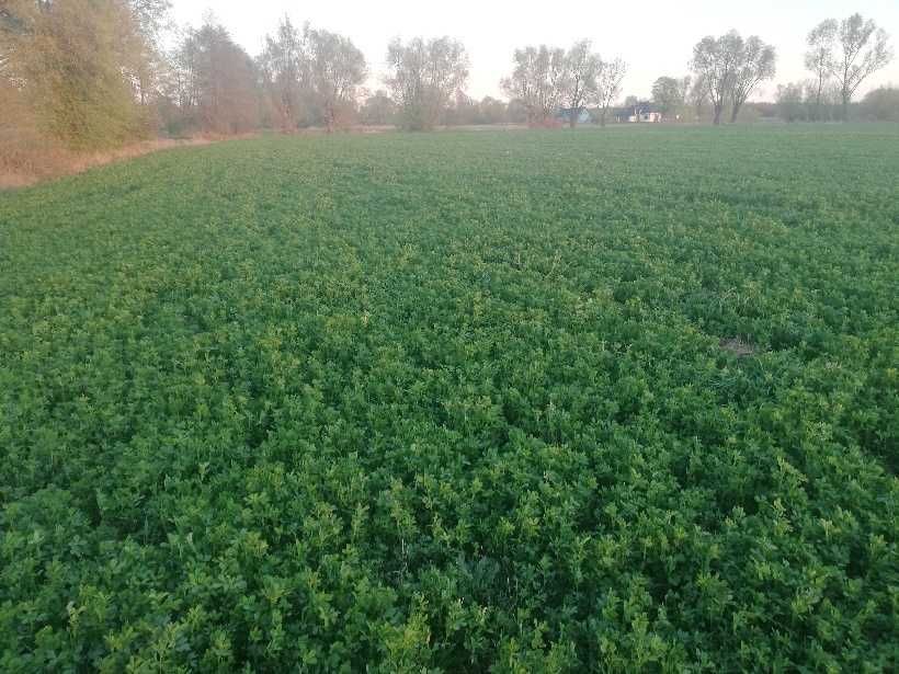 sianokiszonka z lucerny i putrawiu