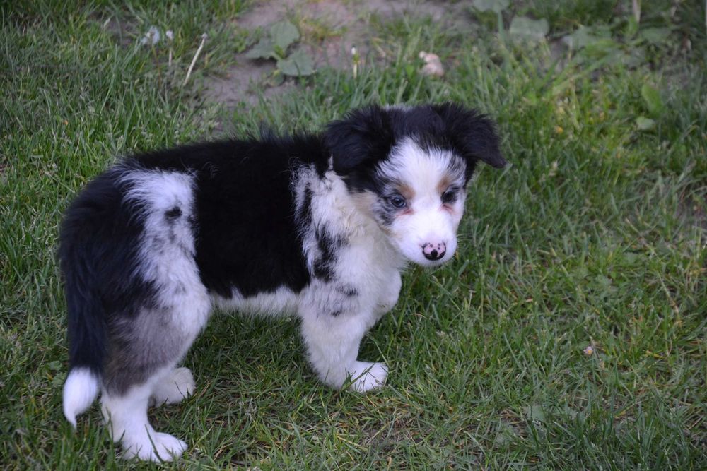 Border Collie tri color