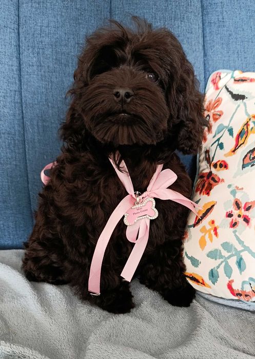 Suczka cockapoo szczenię F1BB pudel Toy miniaturka