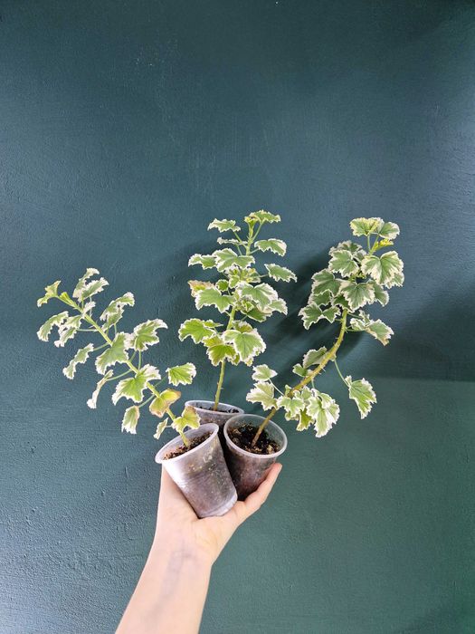 Кімнатні рослини