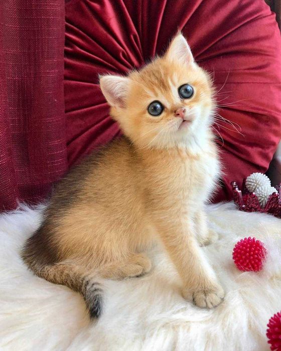 Золоті Британські хлопчики Каспер та Честер