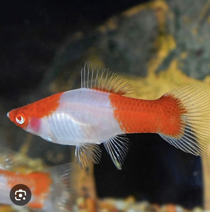 Mieczyk koi lira i standard