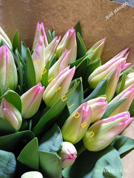 Тюльпан зріз опт 8 березня