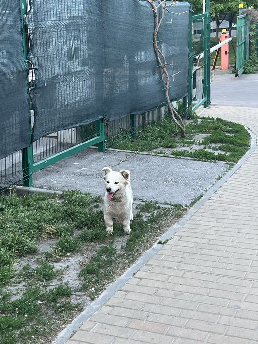 Знайден Снежок Ліпінка