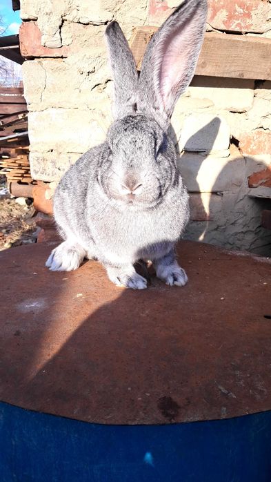 Кролик  шиншила європейськс