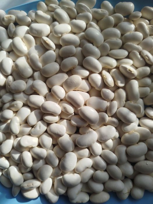 Fasola jaś karłowa