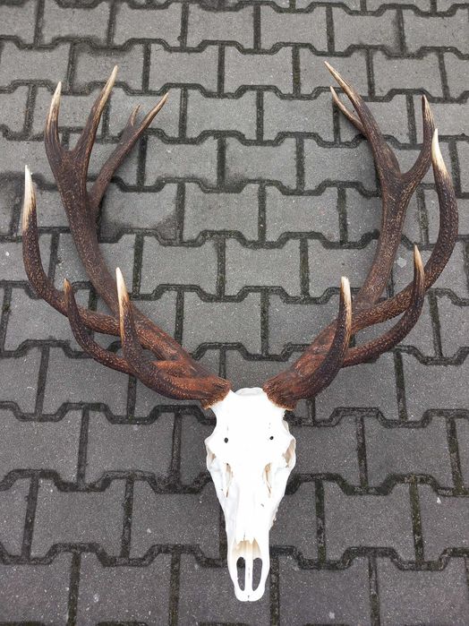 Poroże, Wieniec, Byk, Jeleń, Rogi 8 kg