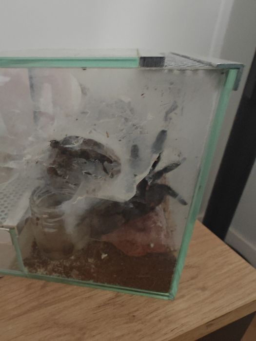 Psalmopoeus irminia (ptasznik wenezuelski) 5dc
