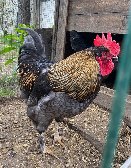 Galos Marans lindos para criação