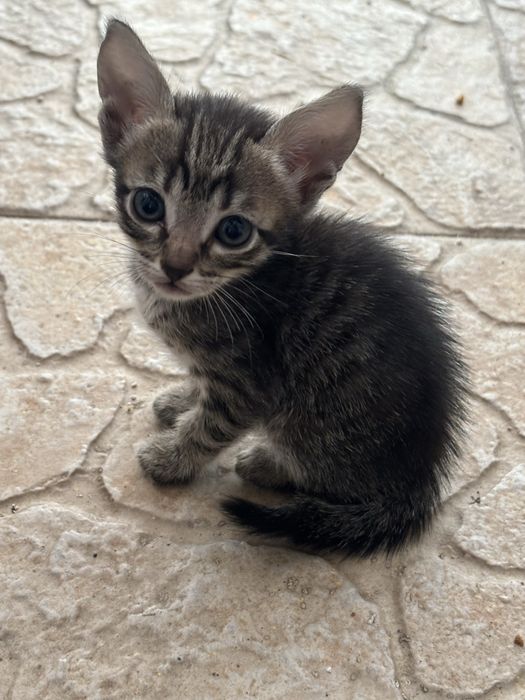 Gatos para adocao