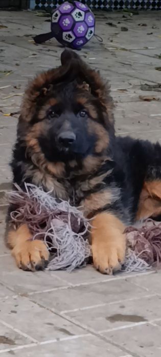 Високопорідні цуценята німецької вівчарки.