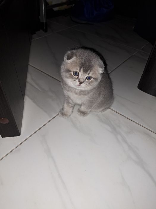 Кошенята шотландські висловухі