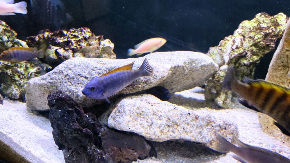 Pack ciclídeos africanos