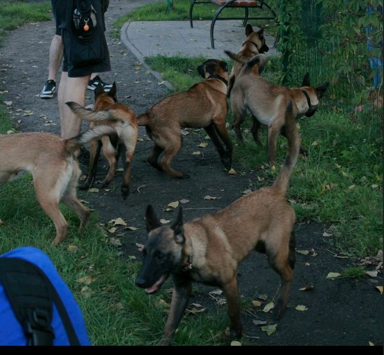 Малінуа 7 місяців Навчені Терміновий Продаж ТОРГ!!!