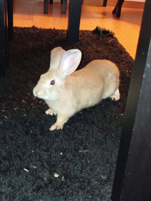 Coelho doméstico