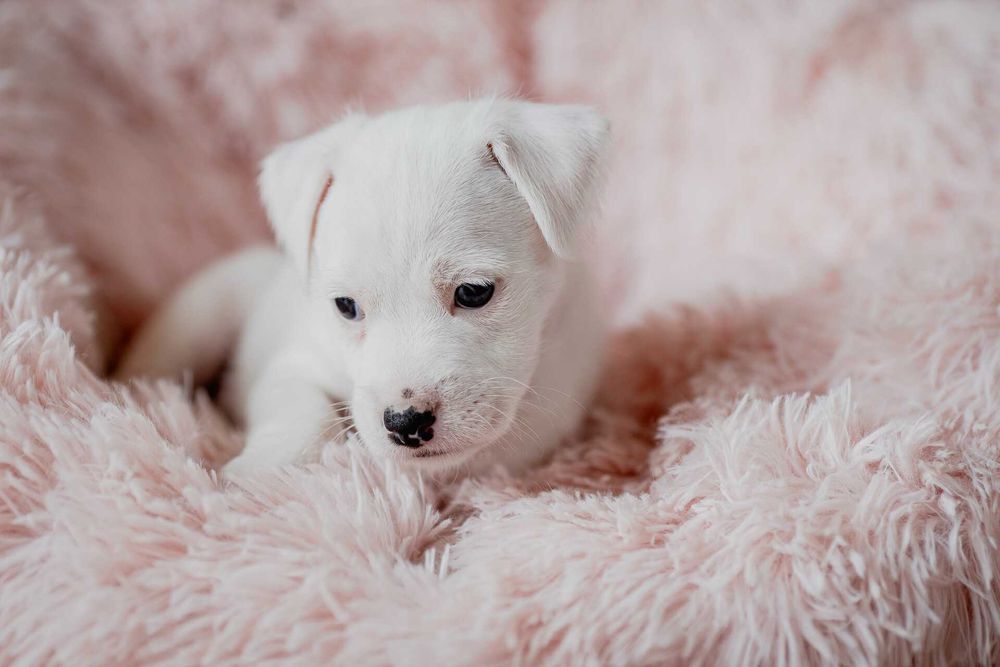 Parson Russell Terrier ZKwP